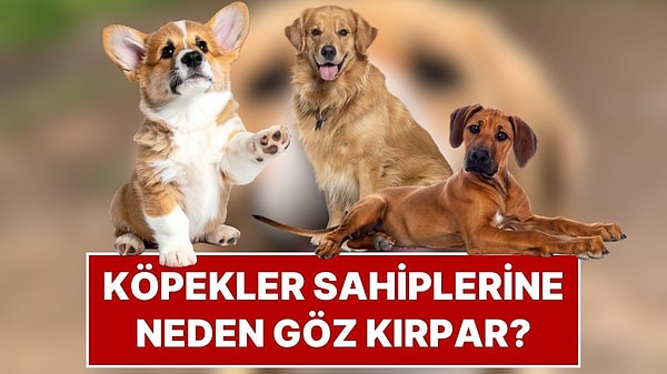 Köpeğinizin Size Göz Kırpması Tesadüf Değil