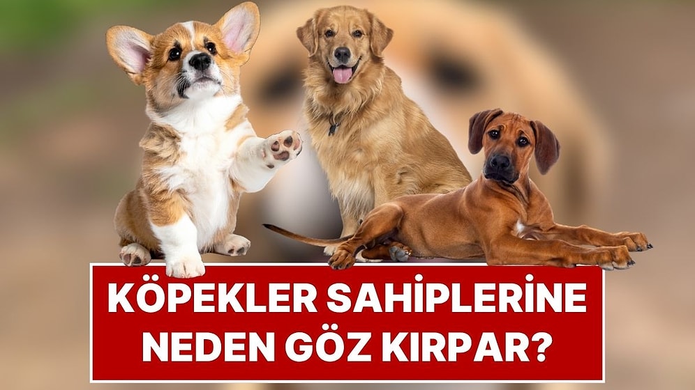 Köpeğinizin Size Göz Kırpması Tesadüf Değil: Bilim İnsanları Gizli İletişimi Çözdü