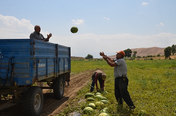 Sezon boyunca üreticileri yalnız bırakmadıklarını ve sahada rehberlik ettiklerini belirten Gönç, yeni hasat döneminin tüm üreticilere ve ülke tarımına hayırlı olmasını diledi.