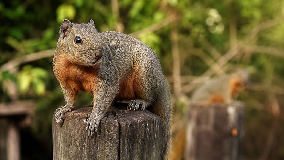 Invasive Squirrels Cause Infrastructure Damage and Liver Health Risks