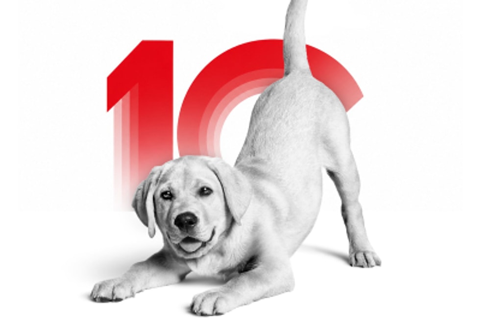 Kedi ve Köpeklerin Gizemli Dünyasına Davetlisin: Royal Canin Deneyim Evi'nde Seni Neler Bekliyor?