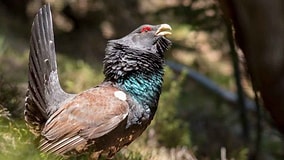 30 Birds Were Released into the Wild, but Only One Survived the Harsh Forest