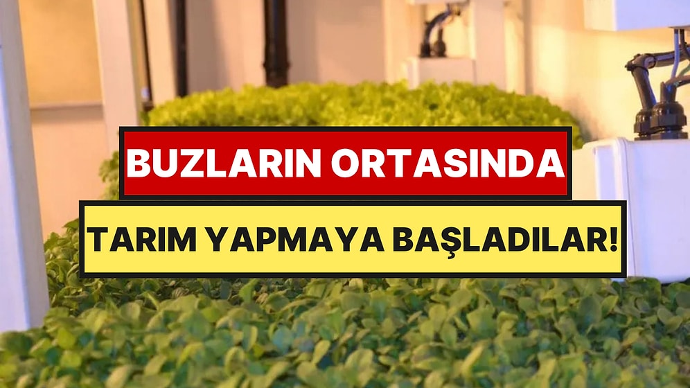 Buzlarla Kaplı Yerde Tarım Başladı: Sebze Yetiştirmeyi Başardılar