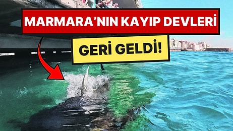 Marmara’nın Kayıp Devleri Galata Köprüsü’nde Ortaya Çıktı
