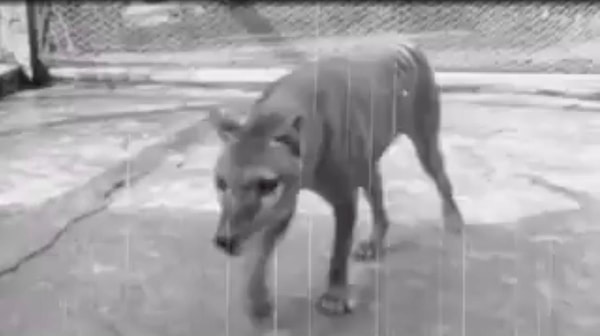 Parçanın gerçek değerinin anlaşılmasıyla müzayedede işler değişti.
