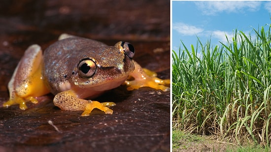 102 Frogs Turned Into Ecological Disaster: Australia's Infamous Cane Toad Invasion
