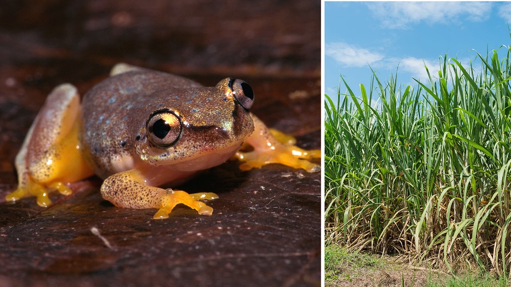 102 Frogs Turned Into Ecological Disaster: Australia's Infamous Cane Toad Invasion
