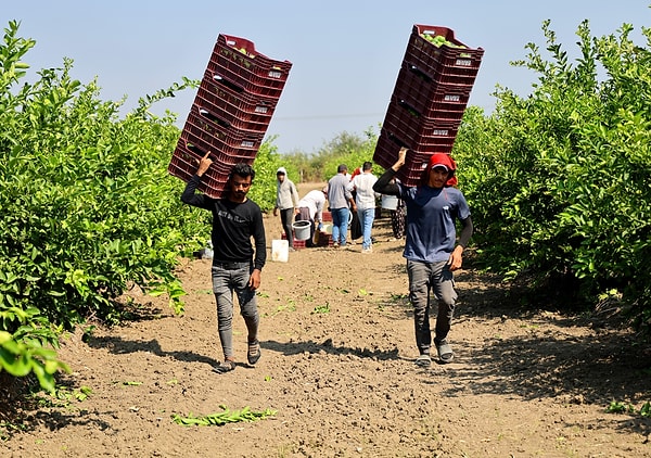 Limonun bahçeden ücretsiz alınması halinde dahi paketleme tesisinden çıkış maliyetinin 15-20 lirayı bulduğunu ifade eden Doğan, üreticinin korunması adına Tarım ve Orman Bakanlığı ile Ticaret Bakanlığı’ndan Destekleme ve Fiyat İstikrar Fonu (DFİF) verilmesini talep etti.