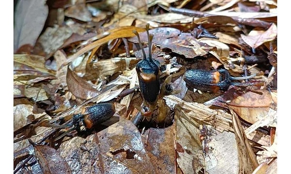 Tayland'ın 16. Thismia Türü: Daha Önce Sadece Malezya ve Borneo'da Görülen Bir Soy Buraya da Ulaştı.