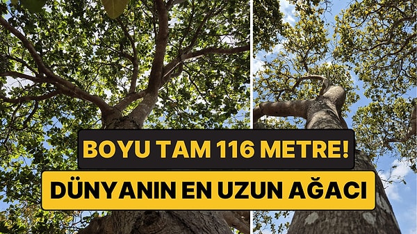 Boyu 40 Katlı Gökdelene Eşit: Yeri Sır Gibi Saklanıyor!