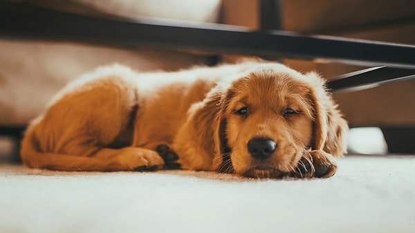 En İyi Köpek Maması Markaları: Türk Marka Bazlı İnceleme – 2026