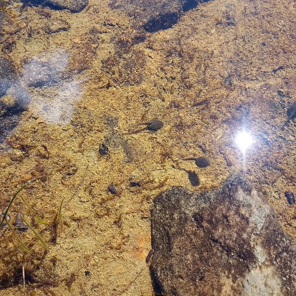 Park Görevlisi Alg Kontrolü Yaparken Suyun Altındaki Hareketi Fark Etti