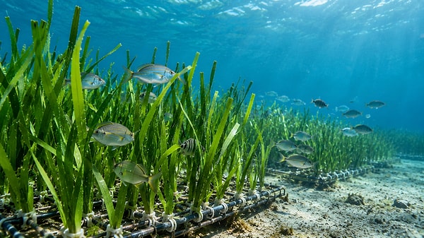 The study identified a total of 19 different fish species, primarily young grouper and trevally, within the artificial grasslands.