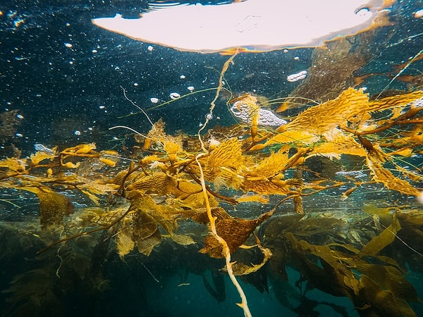 In 2009, under the leadership of Dr. Morrison, a team accomplished a first in New Zealand by establishing large-scale artificial seagrass beds in the Whangapoua estuary located on the Coromandel Peninsula.