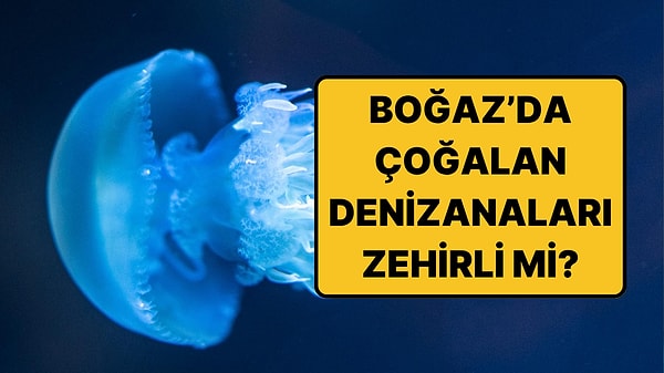 Boğaz'daki Mavi Denizanaları İçin Uzmandan Temas Uyarısı