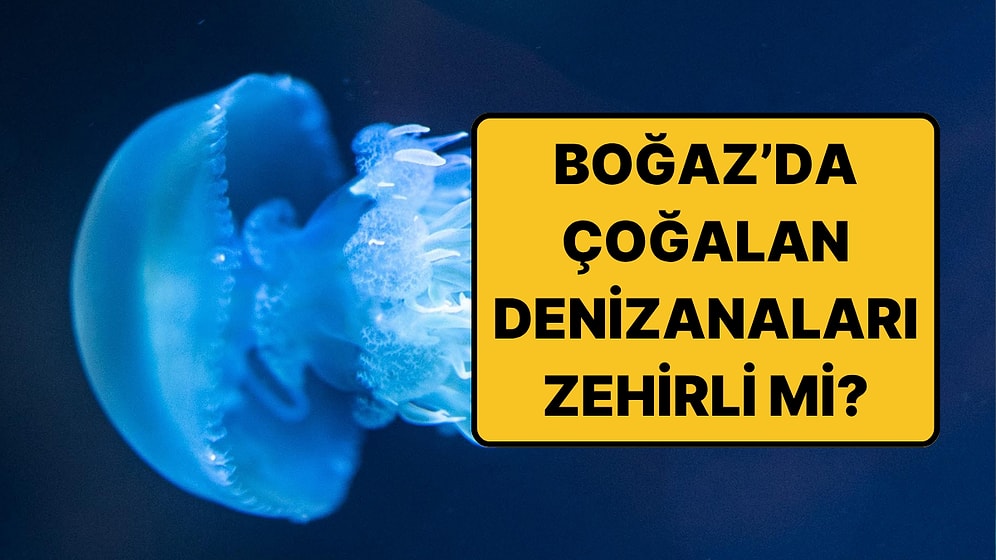 Çapları 1 Metreyi Buluyor: Boğaz'daki Mavi Denizanaları İçin Uzmandan Temas Uyarısı