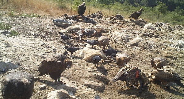 Kaybolan kızıl akbaba popülasyonunu geri getirmek 2004'te hazırlanan bölgesel bir eylem planıyla başladı.