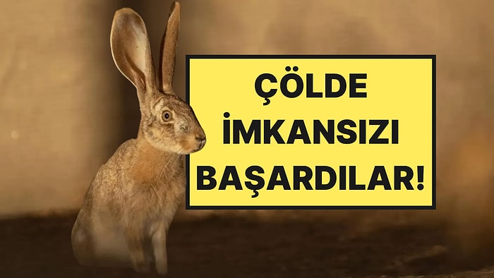 1980’lerden Beri Yoktular: Çöle Bırakılan 27 Tavşan Yıllar Sonra İmkansızı Başardı