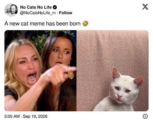 Kedinin bakışı bir anda meme'e dönüştü: