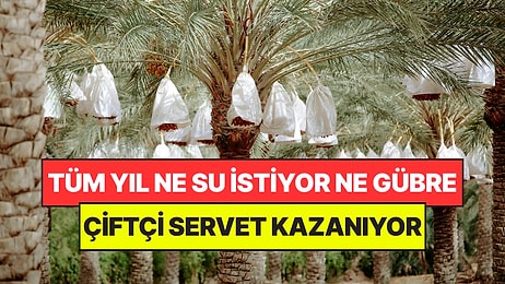Ne Gübre Masrafı Var Ne de Su: Çiftçiye Yıl Boyu Servet Kazandırıyor