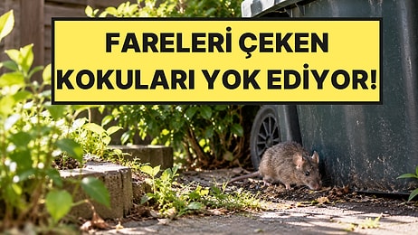Tek Bir Malzeme Yetiyor, Suyla Karıştırıp Sıkınca Fareler Anında Kaçıyor