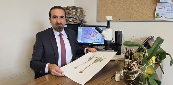 Muş'a özgü çiçek, yaklaşık 2 bin 550 metrede yetişiyor.