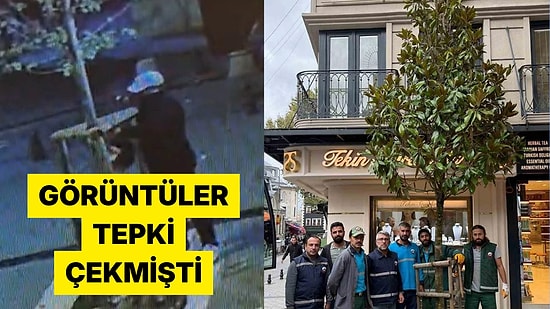 Fatih'te 'Dükkanın Önünü Kapatıyor' Diye Kesilen Ağacın Yerine Daha Büyüğü Dikildi
