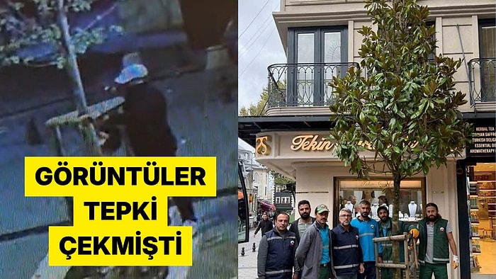 Fatih'te 'Dükkanın Önünü Kapatıyor' Diye Kesilen Ağacın Yerine Daha Büyüğü Dikildi