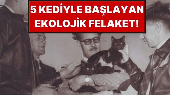 1949 Yılında Fareler İçin Adaya Getirilen 5 Kedi Ekolojik Felakete Yol Açtı