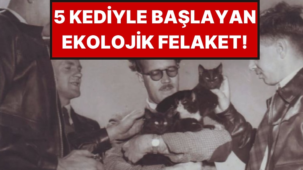 1949 Yılında Fareler İçin Adaya Getirilen 5 Kedi Ekolojik Felakete Yol Açtı