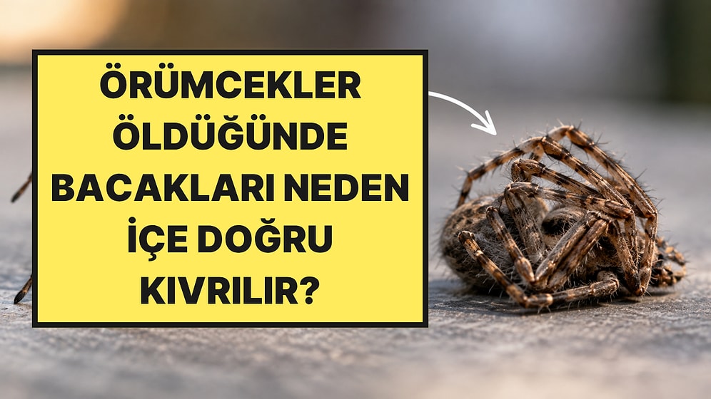 Örümcekler Öldüğünde Bacakları Neden İçe Doğru Kıvrılır?