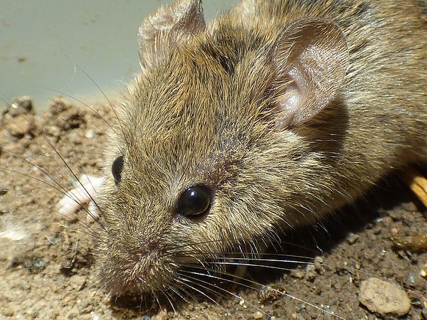 A project has been prepared to completely eradicate rats from the island, a crucial step to prevent the extinction of 19 out of the 29 bird species inhabiting it.