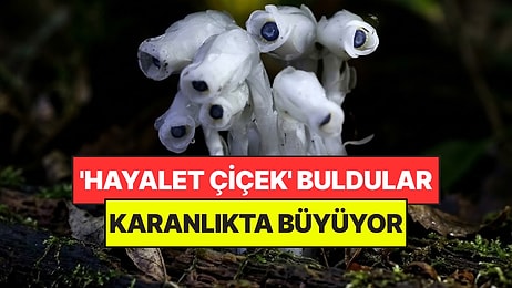 Ormanın Derinliklerinde 'Hayalet Çiçek' Buldular: Güneşe İhtiyaç Duymuyor