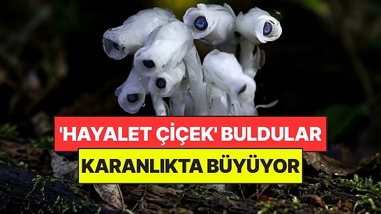 Ormanın Derinliklerinde 'Hayalet Çiçek' Buldular: Güneşe İhtiyaç Duymuyor