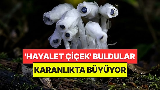Ormanın Derinliklerinde 'Hayalet Çiçek' Buldular: Güneşe İhtiyaç Duymuyor