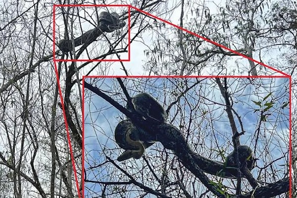 Bilim insanları yüzlerce pitonu yıllarca adım adım izleyerek ağaç tırmanışlarını kayıt altına aldı