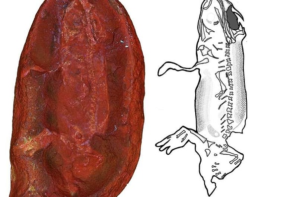 Genç Araştırmacıların Başarısı Erken Dönem Karasal Yaşamın Gizemlerini Aydınlatıyor