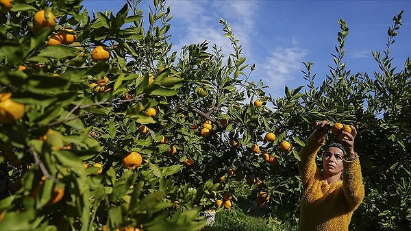 Ancak işin tarım işi olması, B.G.'nin kıdem tazminatı hakkını ortadan kaldırdı.