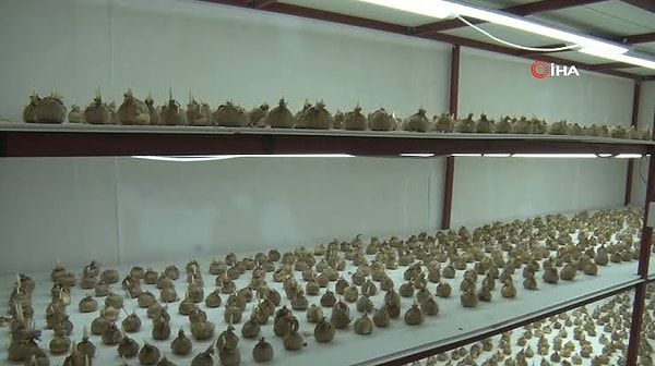 Gramı 900 lirayı bulan bu değerli bitkide ilk ürünlerin kasım ortasında toplanması hedefleniyor