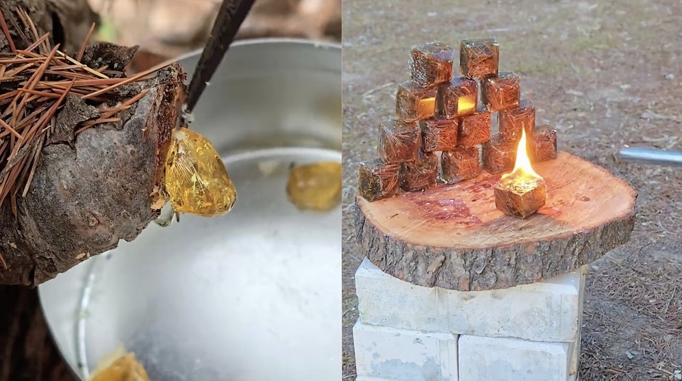 Outdoor Survival Hack: Camper Shows How to Make Natural Kindling Using Pine Resin