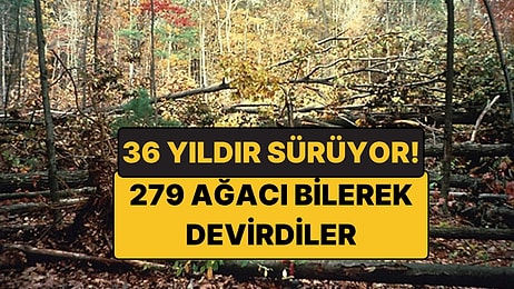 279 Ağacı Bilerek Devirdiler: Kasırgayı Taklit Edip Ormanı 36 Yıl İzlediler