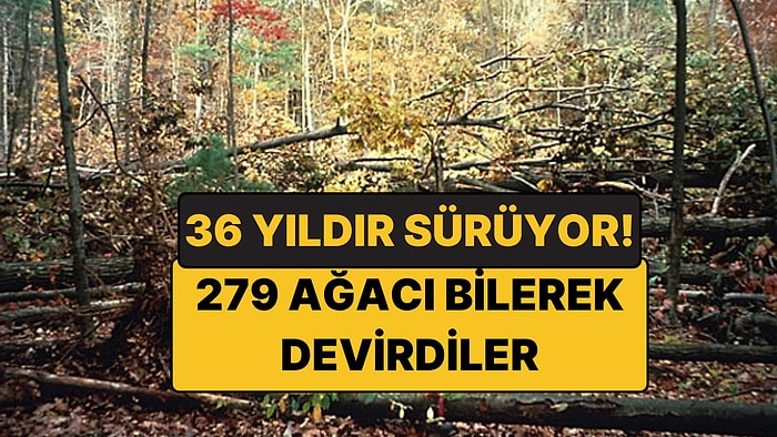 279 Ağacı Bilerek Devirdiler: Kasırgayı Taklit Edip Ormanı 36 Yıl İzlediler