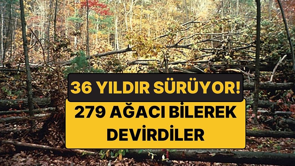279 Ağacı Bilerek Devirdiler: Kasırgayı Taklit Edip Ormanı 36 Yıl İzlediler