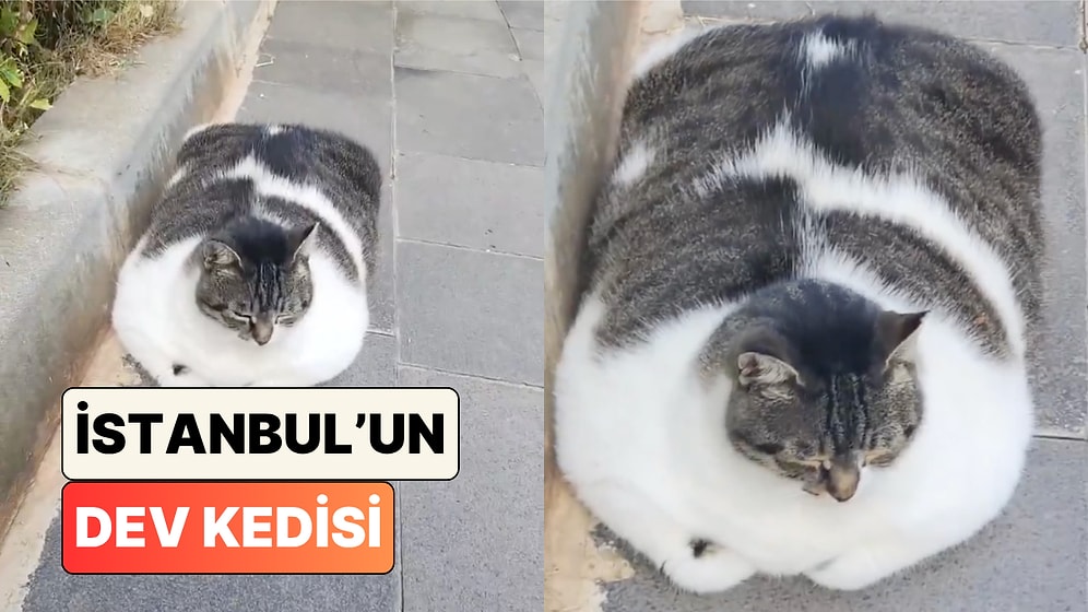 İstanbul'da Bir Vatandaşın Karşılaştığı Kedi Devasa Cüssesiyle Görenleri Şaşkına Çevirdi