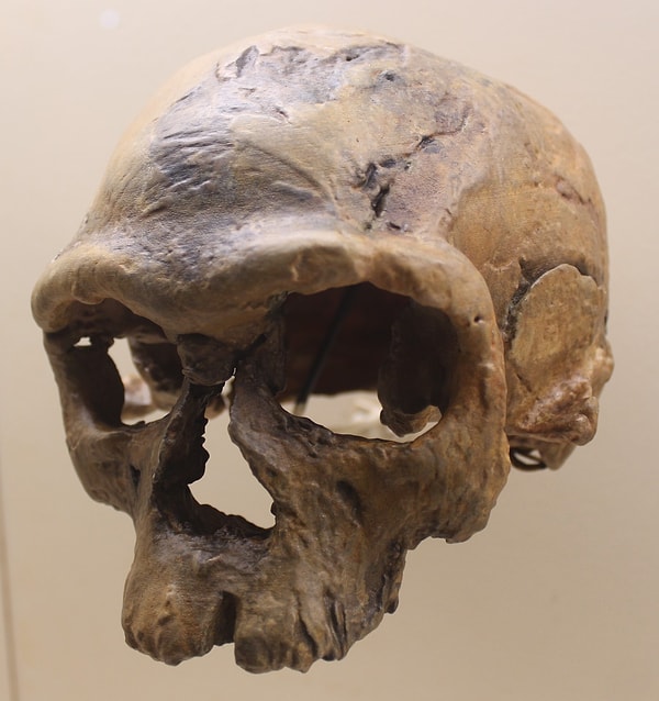 Irhoud 1, 1961 yılında bir maden işçisi tarafından bulunduğunda 40 bin yıllık bir Neandertal sanılıyordu.