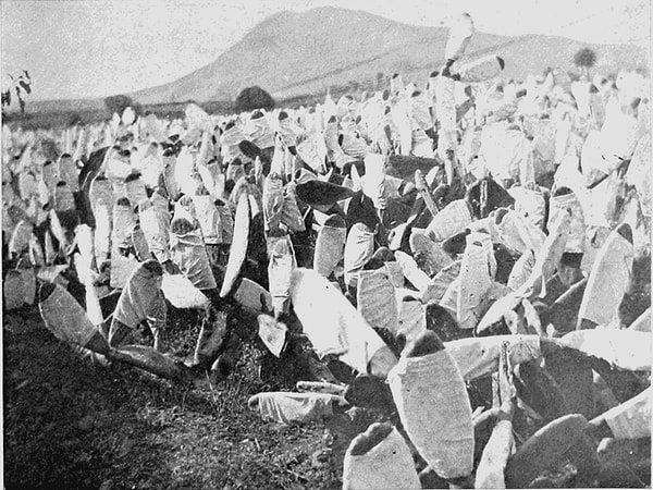 Böcek, her yıl yaklaşık 100 kilometrekarelik bitki örtüsünü yok etti.