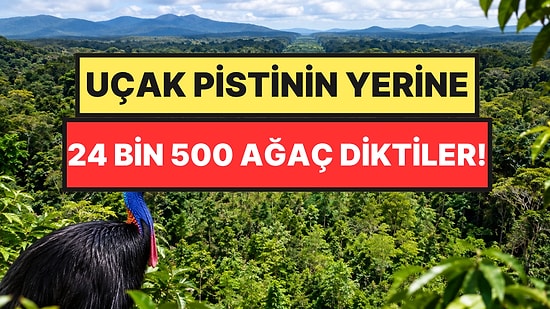 Uçak Pistini Ormana Çevirdiler: Mucize Yaşandı