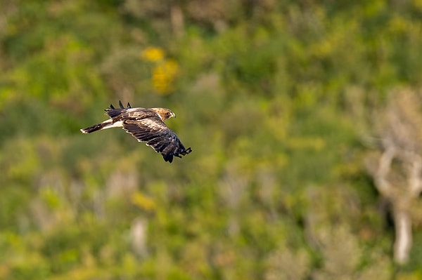 Küçük kartal (Hieraaetus pennatus)