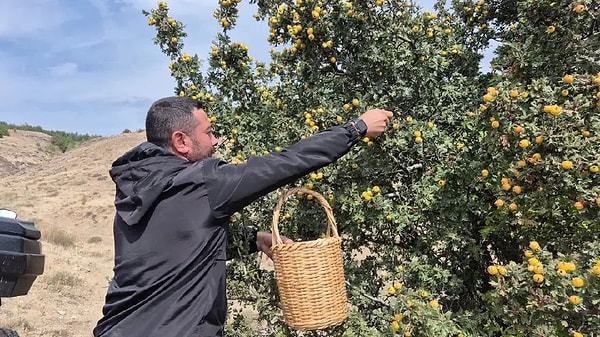 Taze tüketilmesinin yanı sıra reçel, marmelat ve sirkeye dönüştürülen alıç köylerde ilgi görmeye devam ediyor.