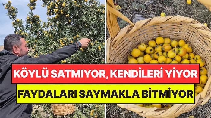 Doğada Kendiliğinden Yetişiyor: Vücuttaki Toksinleri Temizliyor, Kalbe İyi Geliyormuş